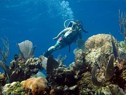 Scuba Diving the 3rd largest barrier reef in the world.