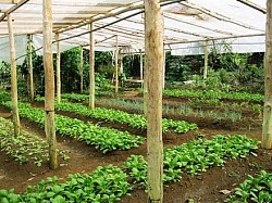 Indoor crop